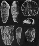 Afrobolivina afra Reyment, 1959