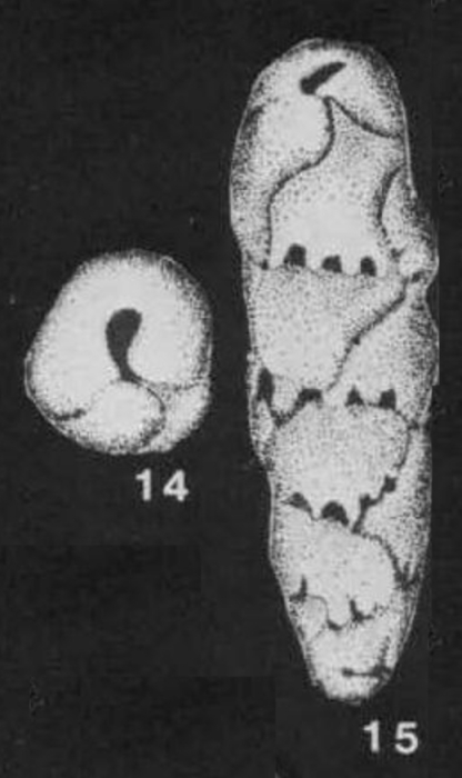 Pseudobuliminella triserialis de Klasz, Le Calvez & Rérat, 1964 Pseudobuliminella triserialis de Klasz, Le Calvez & Rérat, 1964