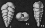 Suggrunda porosa Hoffmeister & Berry, 1937