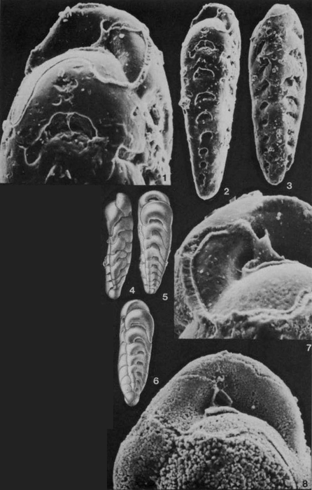 Gabonita elongata (de Klasz & Meijer, 1960) Gabonita elongata (de Klasz & Meijer, 1960)