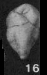 Cuneus minutus (Marsson, 1878)