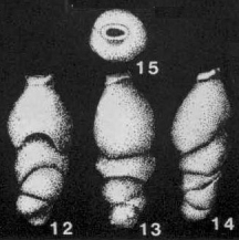 Labiostoma cretacea de Klasz, Le Calvez & Rérat, 1964 Labiostoma cretacea de Klasz, Le Calvez & Rérat, 1964