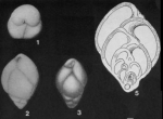 Praebulimina reussi (Morrow, 1934)