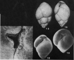 Sitella laevis (Beissel, 1891)