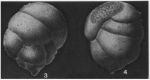 Sporobuliminella stainforthi Stone, 1949