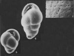 Turrilina alsatica Andreae, 1884