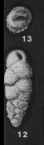 Virgulopsis pustulata Finlay, 1939 Virgulopsis pustulata Finlay, 1939