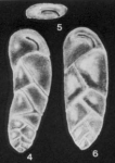 Neocassidulina evoluta McCulloch, 1977