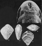 Bolivinoides draco (Marsson, 1878)