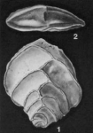 Aragonia zelandica Finlay, 1939