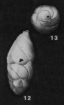 Buliminellita mirifica Cushman & Stainforth, 1947