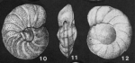 Brotzenella monterelensis (Marie, 1941)