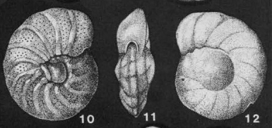 Brotzenella monterelensis (Marie, 1941) Brotzenella monterelensis (Marie, 1941)