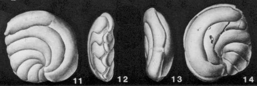 Cassidulinella pliocenica Natland, 1940 Cassidulinella pliocenica Natland, 1940