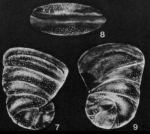 Heterocassidulina erecta McCulloch, 1977