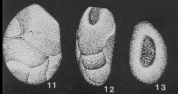 Pseudocassidulinoides galoa de Klasz & Rérat, 1963 Pseudocassidulinoides galoa de Klasz & Rérat, 1963
