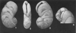 Globocassidulina nipponensis Eade, 1969