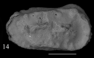 Holotype of Okadaleberis azouzi Sciuto, Temani & Ammar, 2021, author: Costa, Victor Messias de Maco