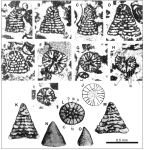 Coskinolinoides fleuryi (Decrouez & Moullade, 1974), author: Consorti, Lorenzo
