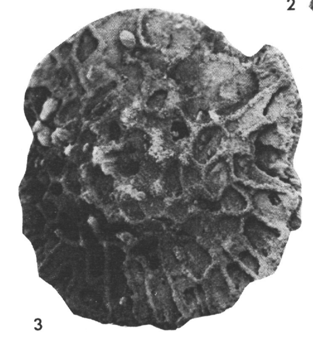Vaughanina barkeri Brönnimann, 1954 Vaughanina barkeri Brönnimann, 1954