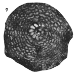 Vaughanina cubensis Palmer, 1934