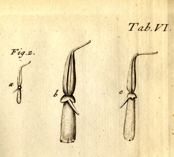 Original Figures from Abildgaard, 1794 Original Figures from Abildgaard, 1794