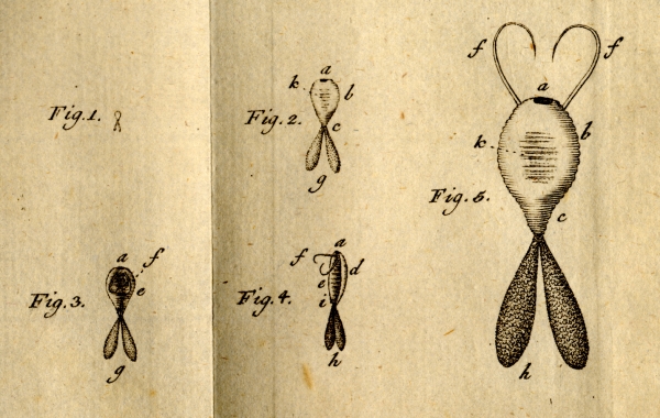 Original Figures from Fabricius, 1794 Original Figures from Fabricius, 1794