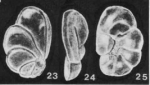 Saintclairoides marlysae McCulloch, 1981