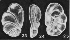 Saintclairoides marlysae McCulloch, 1981