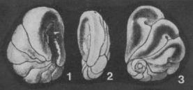 Ceratobuliminoides bassensis Parr, 1950