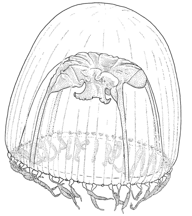 Annatiara affinis, from Schuchert (2007) Annatiara affinis, from Schuchert (2007)