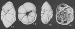Zelamarckina excavata Collen, 1972