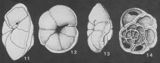 Zelamarckina excavata Collen, 1972