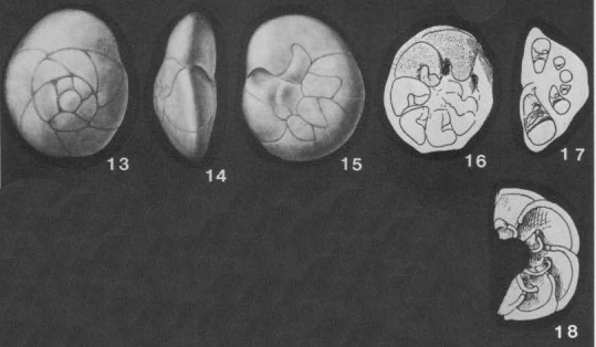 Reinholdella dreheri (Bartenstein, 1937) Reinholdella dreheri (Bartenstein, 1937)