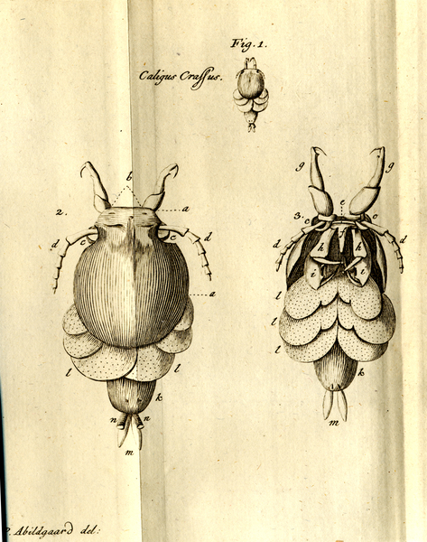 Original Figs from Abildgaard, 1794 Original Figs from Abildgaard, 1794