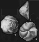 Conorbina marginata Brotzen, 1936