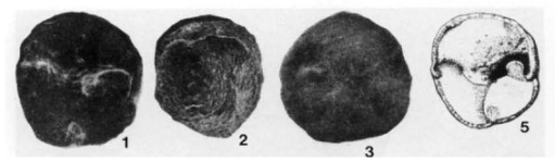 Notoconorbina leanzai Malumián & Masiuk, 1976, author: Le Coze, François