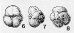 Iuliusina grata Fuchs, 1971