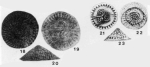 Paleopatellina aptica (Agalarova, 1951)