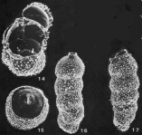 Stedumia lindertensis Bertram & Kemper, 1982, author: Le Coze, François