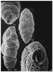 Spiroloxostoma croarae Conato, 1964