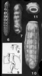 Siphogenerina costata Schlumberger, 1883