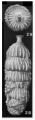 Rectuvigerina multicostata (Cushman & Jarvis, 1929), author: Le Coze, Franis