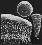 Tubulogenerina tubulifera (Parker & Jones, 1863)
