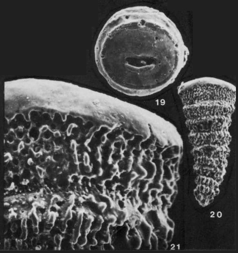 Tubulogenerina tubulifera (Parker & Jones, 1863)