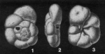 Siphotrochammina lobata Saunders, 1957