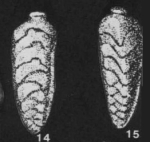 Dymia labrum (Subbotina, 1953)