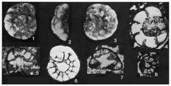 Krikoumbilica pileiformis He, 1984