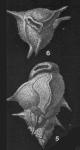Trimosina milletti Cushman, 1927