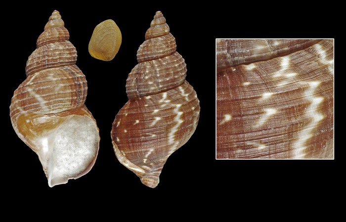 Buccinum fragile Verkrüzen, 1878 - Iceland SW, 53.9 mm